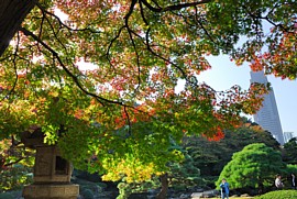日本庭園の紅葉